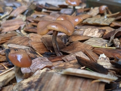 Psilocybe cyanescens