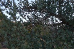 Podocarpus elongatus