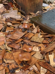 Psilocybe cyanescens