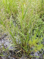 Coleataenia rigidula