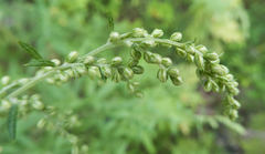 Artemisia annua