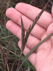Andropogon hallii