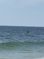 Delphininae