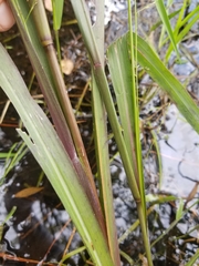 Coleataenia rigidula