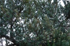 Podocarpus elongatus