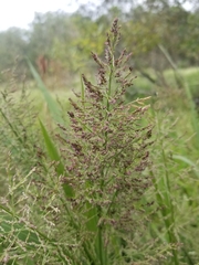 Coleataenia rigidula