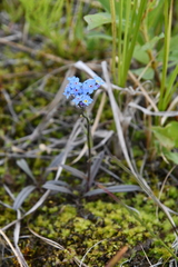 Myosotis asiatica