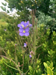Heliophila linearis linearis