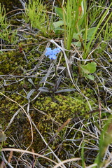 Myosotis asiatica