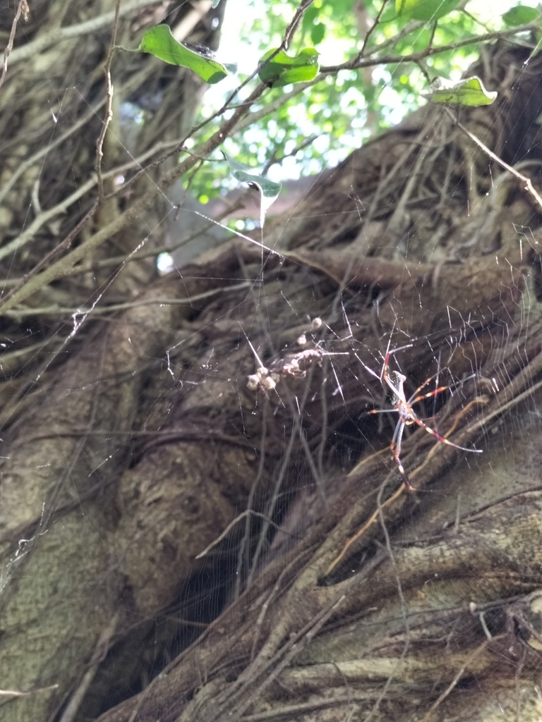 Golden Silk Spider from Puerto Vallarta, Jal., México on September 25