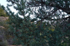 Podocarpus elongatus