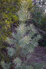 Podocarpus elongatus