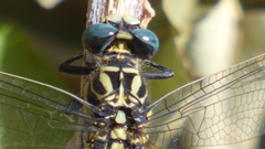 Onychogomphus uncatus