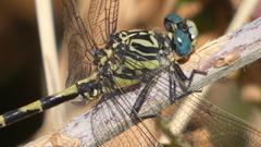 Onychogomphus uncatus