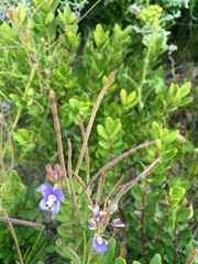 Heliophila linearis linearis