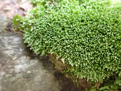 Bryum argenteum