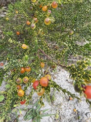 Muraltia spinosa