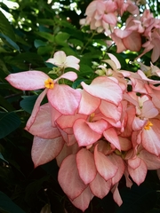 Mussaenda philippica
