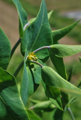 Euphorbia lathyris