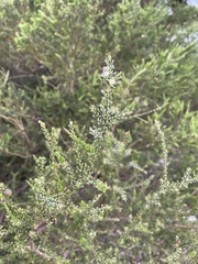Muraltia spinosa