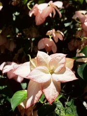 Mussaenda philippica