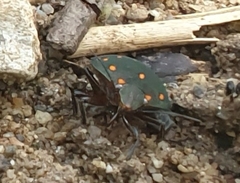 Solenosthedium chinense