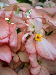 Mussaenda philippica