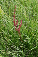 Rumex arcticus