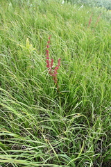 Rumex arcticus