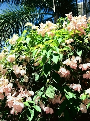 Mussaenda philippica