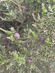 Muraltia spinosa