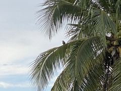 Eudynamys scolopaceus