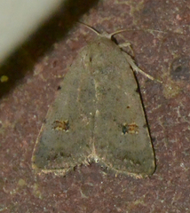 Caradrina kadenii