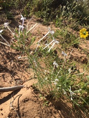 Ipomopsis longiflora longiflora