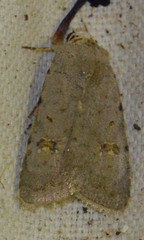 Caradrina kadenii