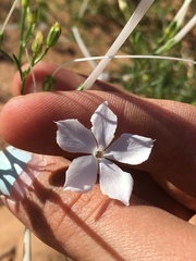 Ipomopsis longiflora longiflora