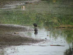 Fulica rufifrons