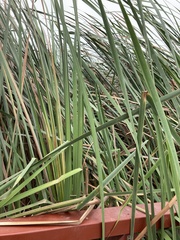 Schoenoplectus americanus