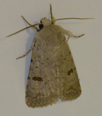 Caradrina kadenii