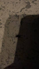 Scotophaeus blackwalli