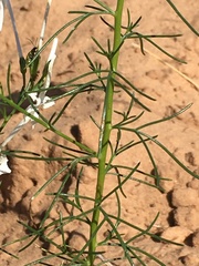 Ipomopsis longiflora longiflora