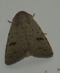 Caradrina kadenii