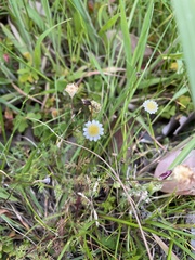 Cotula turbinata