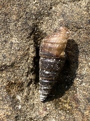 Pleuroceridae