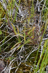 Poa alpina