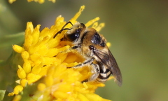 Colletes