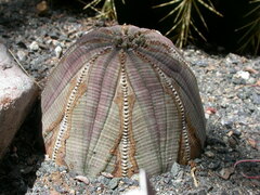 Euphorbia obesa