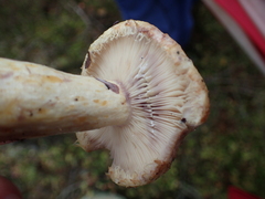 Lactarius repraesentaneus