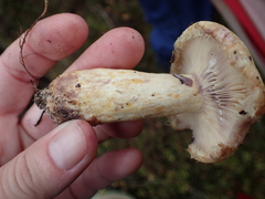 Lactarius repraesentaneus