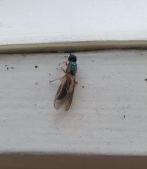 Sarginae